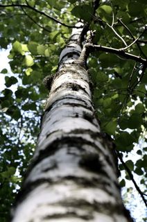 高大树木的低角度摄影