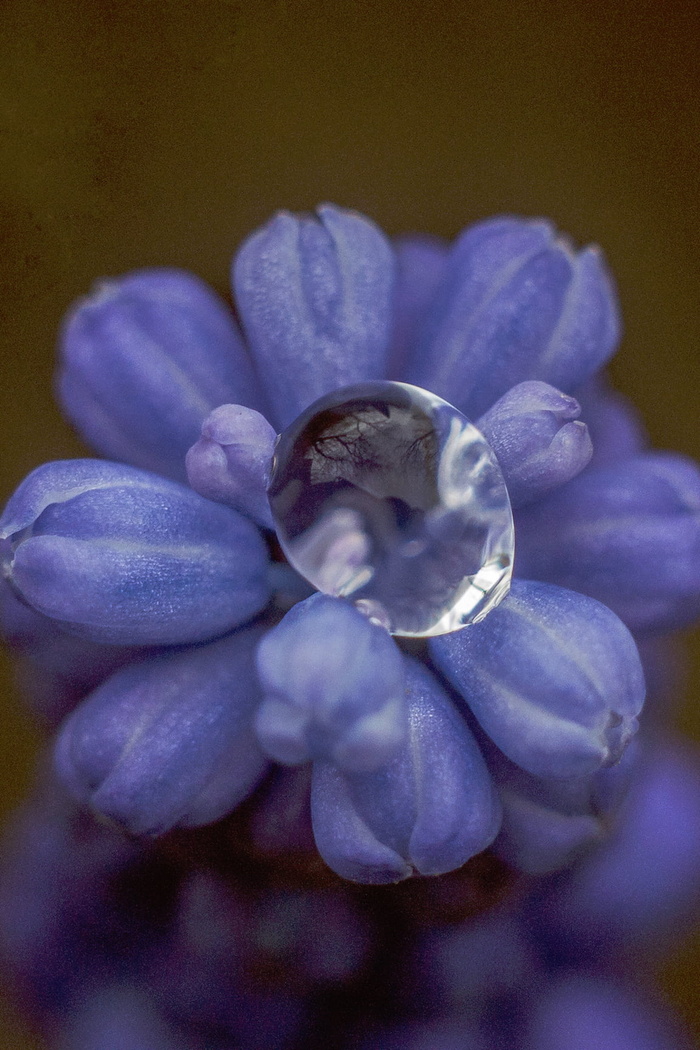 宏观照片，水露，紫色，风信子，自然，紫色，花朵，花瓣