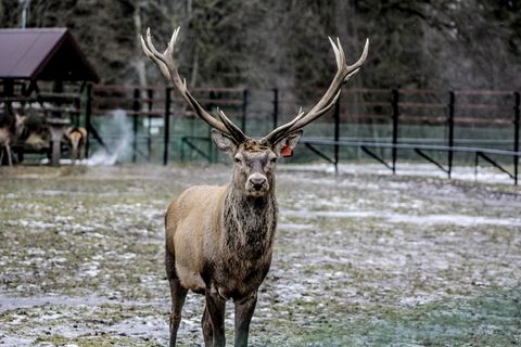 białowieża, 哈特, 角, 鹿角, 示范保护区, 动物主题, 动物, 鹿
