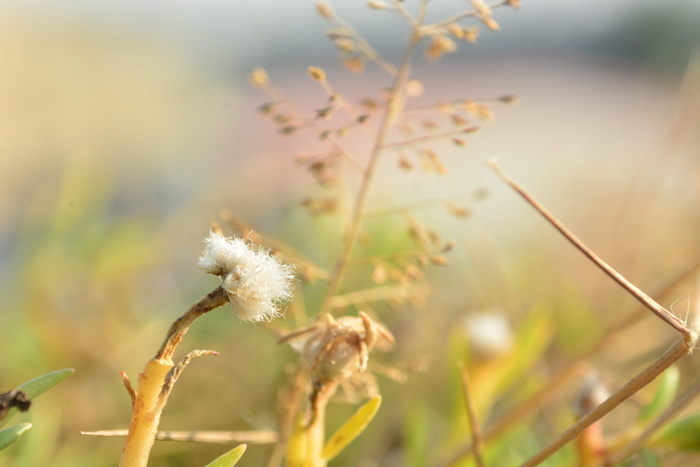 棉花、植物、微风、柔软、脆弱、脆弱、生长、美丽