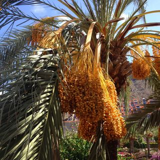棕榈树, 日期, 棕榈树, 自然, 植物, 棕榈, 夏季, 自然