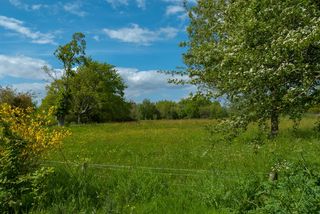 景观、大草原、春天、树木、黄色、花朵、自然、田野