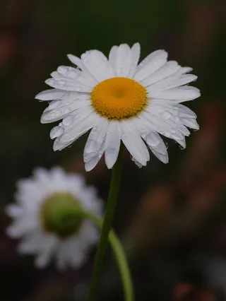 雏菊，花，自然，花瓣，花瓣，开花，开花，春天