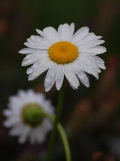 雏菊,花,自然,花瓣,花瓣,开花,开花,春天 雏菊,花,自然,花瓣,花瓣,开花,开花,春天