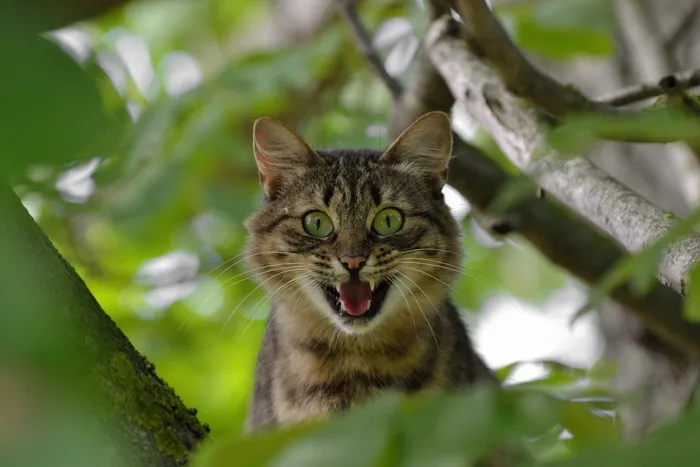 银色、斑猫、猫、树早午餐、攻击性、情绪、恐惧、惊讶