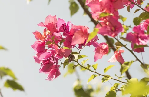 粉红色,三角梅,开花,白天,花,早晨,公园,花园 粉红色,三角梅,开花,白天,花,早晨,公园,花园