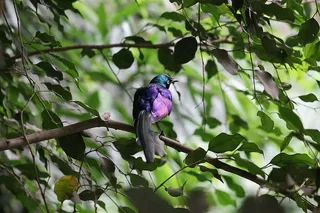 动物园，野生动物园，德沃尔·克拉夫·纳德·拉贝姆，五颜六色的鸟，鸟，树，大自然，树叶