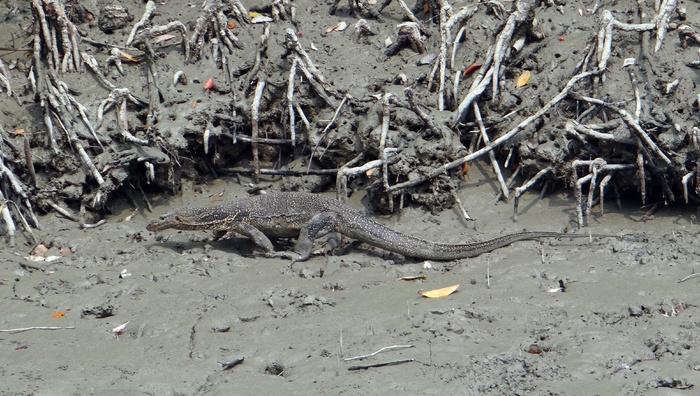 水巨蜥, varanus salvator, 爬行动物, 野生, 孙德尔本斯, 沼泽, 红树林, 国家公园