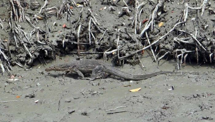 水巨蜥, varanus salvator, 爬行动物, 野生, 孙德尔本斯, 沼泽, 红树林, 国家公园