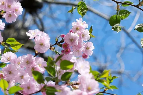 自然,花序,樱花,樱花,花园,春天,粉色,花朵 自然,花序,樱花,樱花,花园,春天,粉色,花朵