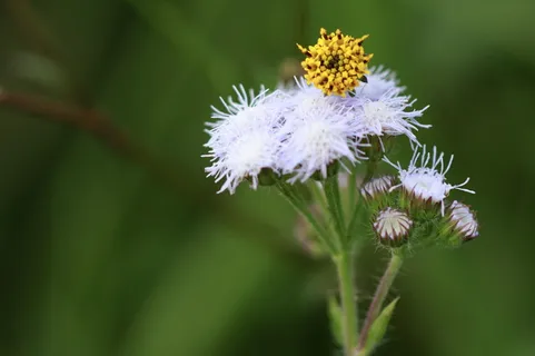 胡子,美丽,开花,开花,黑色,开花,明亮,花蕾 胡子,美丽,开花,开花,黑色,开花,明亮,花蕾