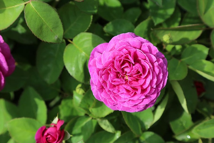 玫瑰，gulpembe，粉红玫瑰，玫瑰图片，玫瑰园，开花植物，花朵，新鲜度