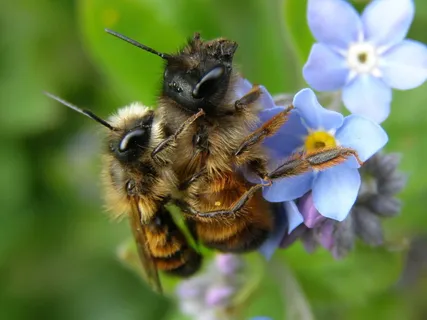 自然,花,昆虫,植物,蜜蜂,野生蜜蜂,osmia,特写 自然,花,昆虫,植物,蜜蜂,野生蜜蜂,osmia,特写