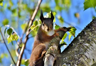 松鼠，可证实的小猫，啮齿动物，动物，内格尔，森林动物，可爱，自然