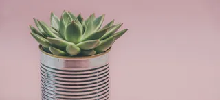 粉色，房子，植物，仙人掌，绿色，罐头，罐子，叶子