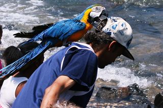 纽约，美国，小飞象，疯狂，东河，鸟，帽子，街头摄影