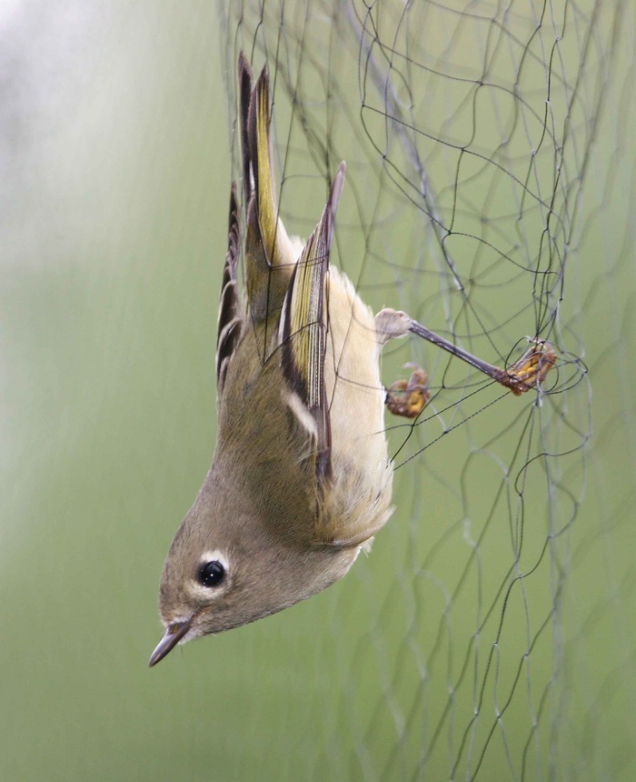 net、mist、kinglet、crowned、ruby、鸟类、动物、动物