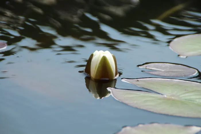 睡莲、水生植物、黄连木、自然、白色、池塘、花朵、花朵