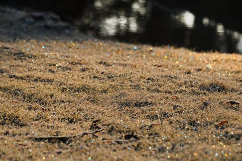 美国、俄亥俄州、细节、设计元素、背景、闪烁、草地、波基