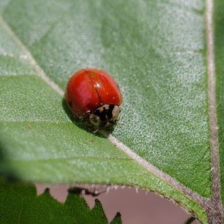 美国，米德尔顿，瓢虫，红，绿，叶，无脊椎动物，野生动物