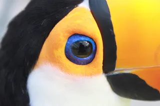 特写，摄影，企鹅，神户，卡川，鸟，巨嘴鸟，一种动物