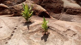 生存, 岩, 植物, 增长, 自然, 植物部分, 叶, 没有人