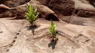 生存, 岩, 植物, 增长, 自然, 植物部分, 叶, 没有人