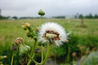 蒲公英，泡芙，吹出，花，植物，枯萎，田地，草地