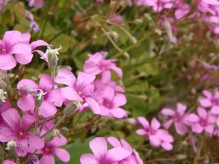 日本, 目黑, Nakameguro, 粉红色的花, 散景, 鲜花, 自然, 原野