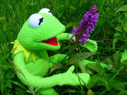 兰花，getuepfeltes，青蛙，科米特，绿色，绿色，植物，表示