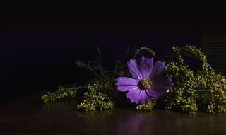 亮紫色花朵照片