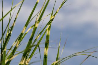 斑马草，草，植物，自然，花园，夏天，植物，绿色