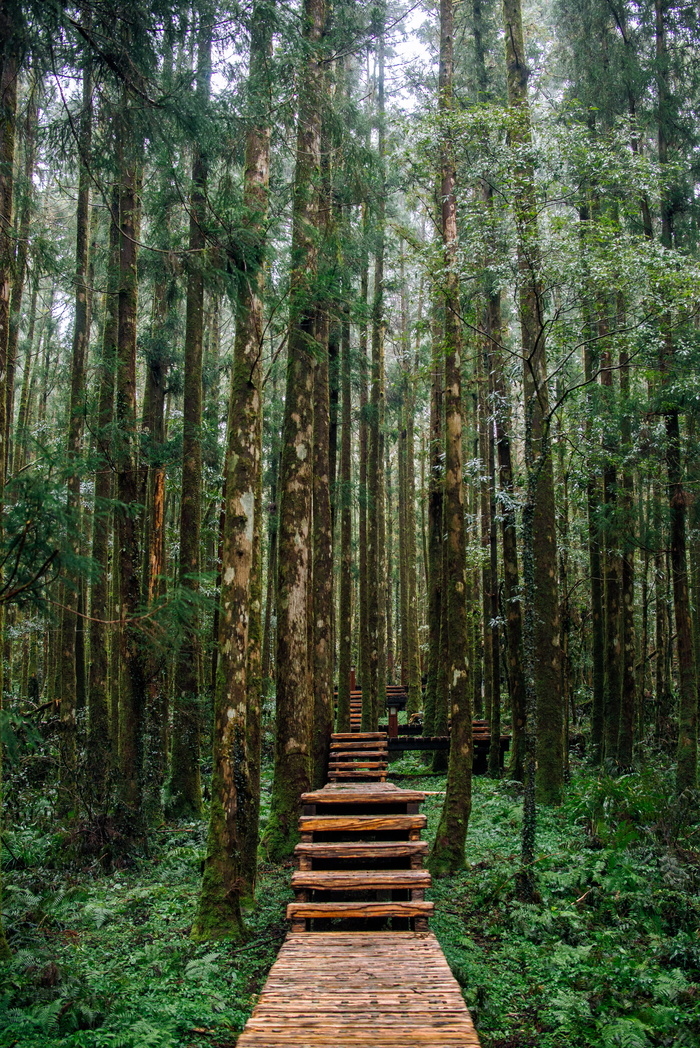 树间的空木路