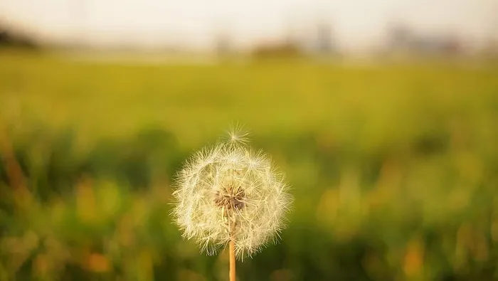 聚焦摄影，蒲公英，白色，选择性，摄影，花朵，模糊，生长