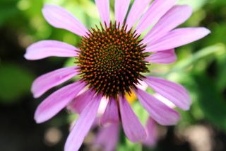 粉红色，花，开花植物，脆弱性，新鲜度，花瓣，植物，花序