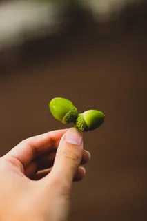手, 颜色, 增长, 橡子, 特写, 成长, 小, 人的手 手, 颜色, 增长, 橡子, 特写, 成长, 小, 人的手