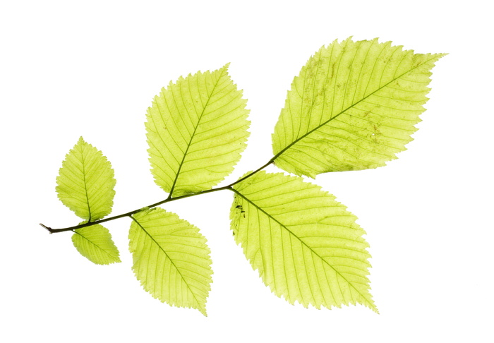 特写、孤立、树叶、嫩脉、绿色、水平、田野、夏季