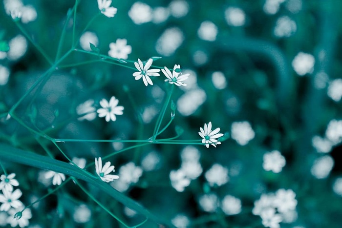 倾斜镜头摄影，白色，花瓣，花瓣，花朵，特写，摄影，花朵