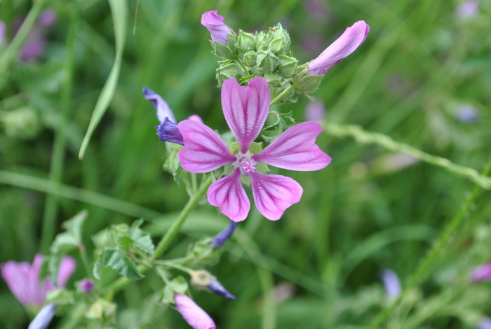 lavatera cretica syn malva，春季，花卉，自然，春季花朵，花瓣，彩色，颜色