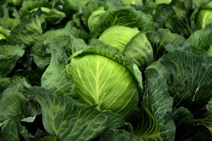 kohl，草本植物，大白菜，栽培，蔬菜，健康，维生素，冬季蔬菜