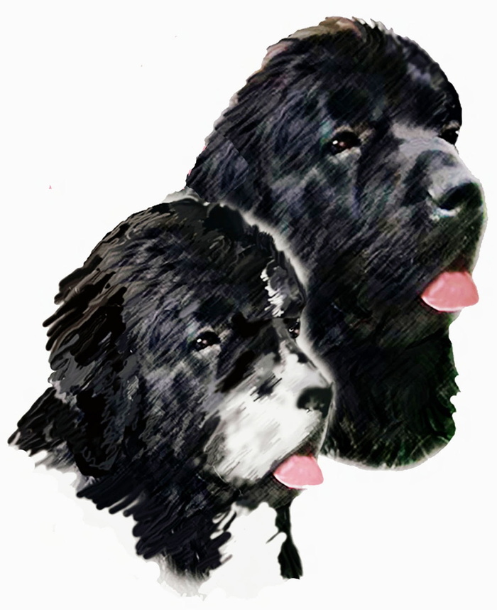 绘画、狗、纽芬兰狗、landseer、动物、头部研究、哺乳动物、家畜