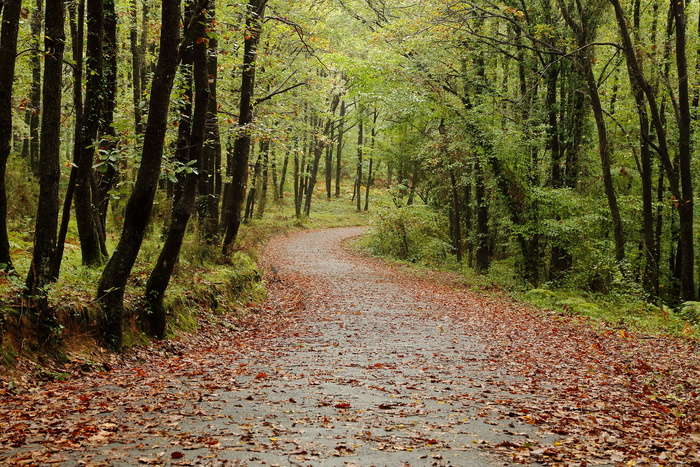木纤维板, 自然, 树, 景观, 叶子, 森林, 植物, 土地