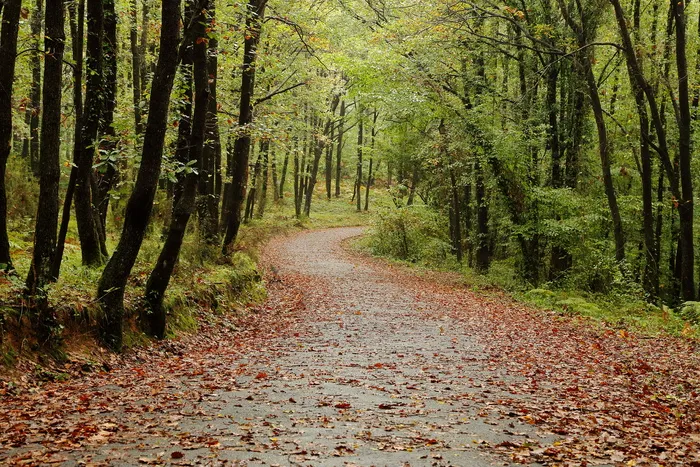 木纤维板, 自然, 树, 景观, 叶子, 森林, 植物, 土地