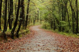 木纤维板, 自然, 树, 景观, 叶子, 森林, 植物, 土地