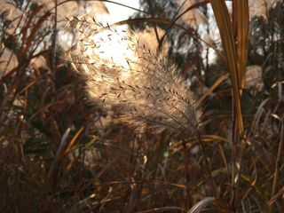 一米阳光、芦苇、微风、秋天、涟漪、植物、聚焦前景、特写