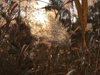 一米阳光、芦苇、微风、秋天、涟漪、植物、聚焦前景、特写
