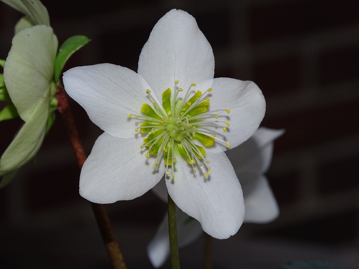 圣诞玫瑰、银莲花、花朵、大自然、植物、花瓣、花蕾、hellebore