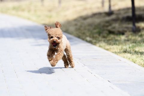 雪、自然、冬天、户外、狗、狗、动物主题、家畜