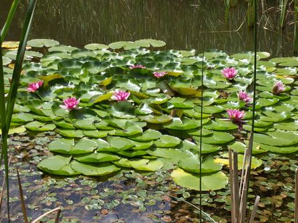 植物，睡莲，花，开花植物，自然之美，生长，新鲜，植物部分