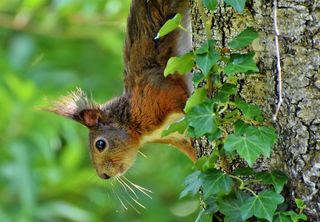 松鼠，可证实的小猫，啮齿动物，动物，内格尔，森林动物，可爱，自然